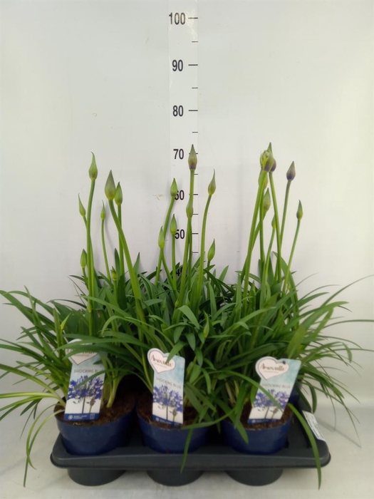 <h4>Agapanthus  'Amourette Shock Blue'</h4>