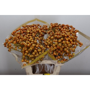 Wax-Rozen Wax Wit Zilver glitter