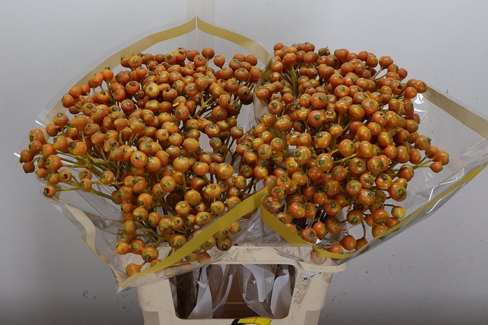 <h4>Rosa Bottel Ex Wx Oranje Gold</h4>