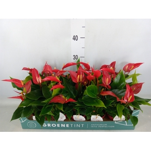 Anthurium  'Banderola Roja'