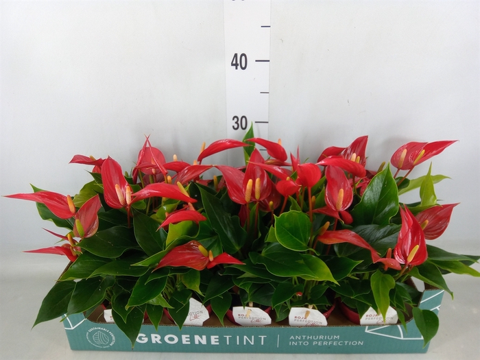 <h4>Anthurium  'Banderola Roja'</h4>