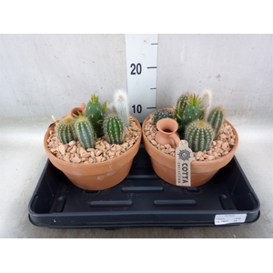 Arr.  Cactus L%