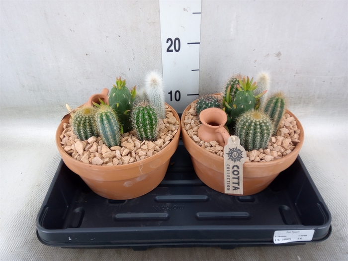 <h4>Arr.  Cactus L%</h4>