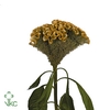 Celosia Cristata Yellow