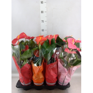 Anthurium   ...mix 4