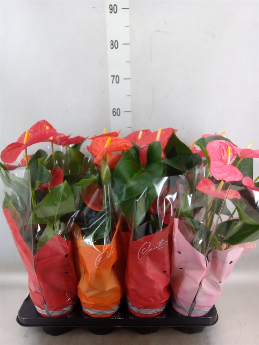 <h4>Anthurium   ...mix 4</h4>