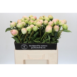 Paeonia Moon over Barrington