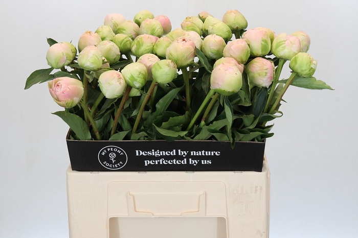 <h4>Paeonia Moon over Barrington</h4>