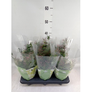 Jasminum polyanthum   ...rose