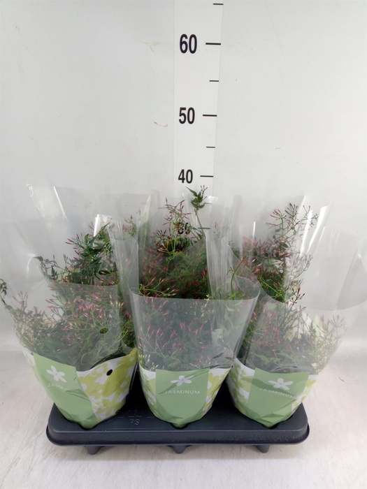 <h4>Jasminum polyanthum ...rose</h4>