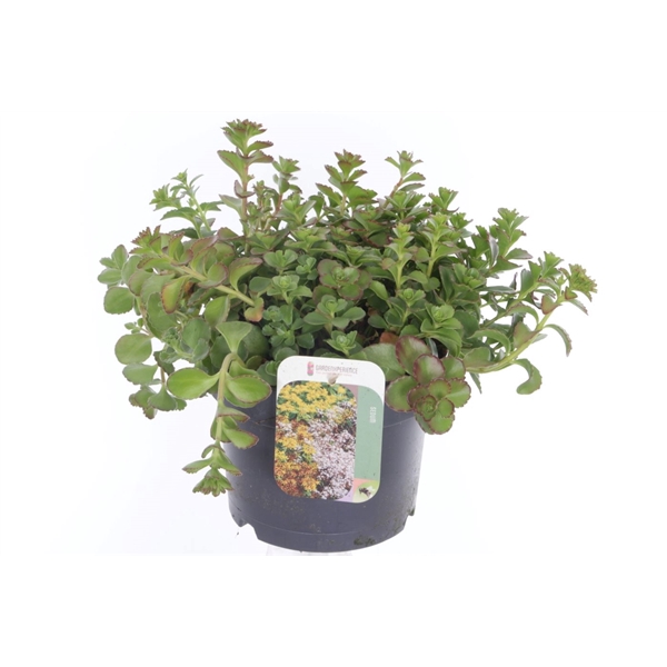 <h4>Sedum spurium Coccineum</h4>