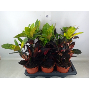 Codiaeum var. KL 'Mrs Iceton'