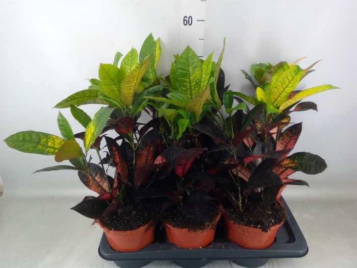 <h4>Codiaeum var. KL 'Mrs Iceton'</h4>