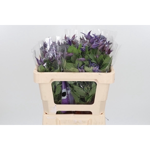 Clem Di Bl Pirouette
