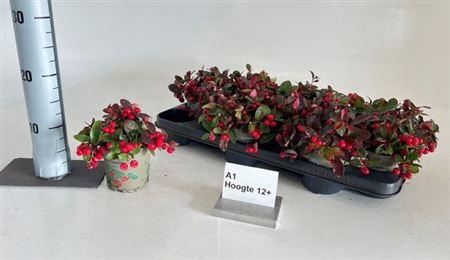 <h4>Gaulth Pr Big Berry</h4>