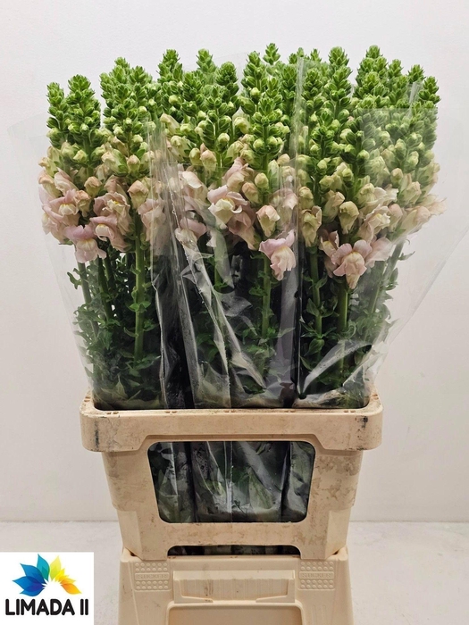 <h4>ANTIR POTO ROSE</h4>