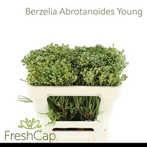 BERZ ABROTANOIDES