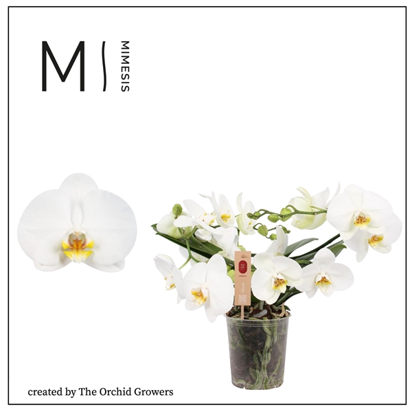 Mimesis Phal. Muse White - 25+ flowers 12cm