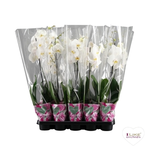 Phalaenopsis wit - 1 tak 70cm basic