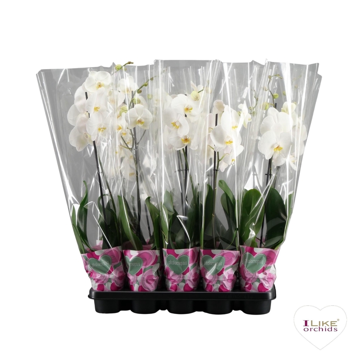 <h4>Phalaenopsis wit - 1 tak 80cm basic</h4>