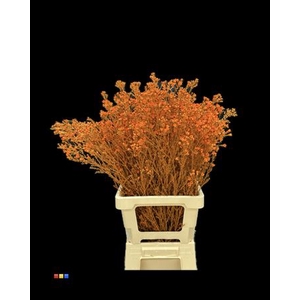 Waxflower Orange