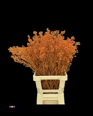 Waxflower Orange