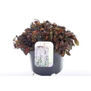 Ajuga reptans Chocolate Chips