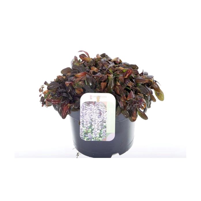 <h4>Ajuga reptans Chocolate Chips</h4>