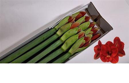 <h4>Hipp Ga Ferrari</h4>