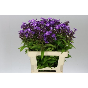 Phlox P Laura