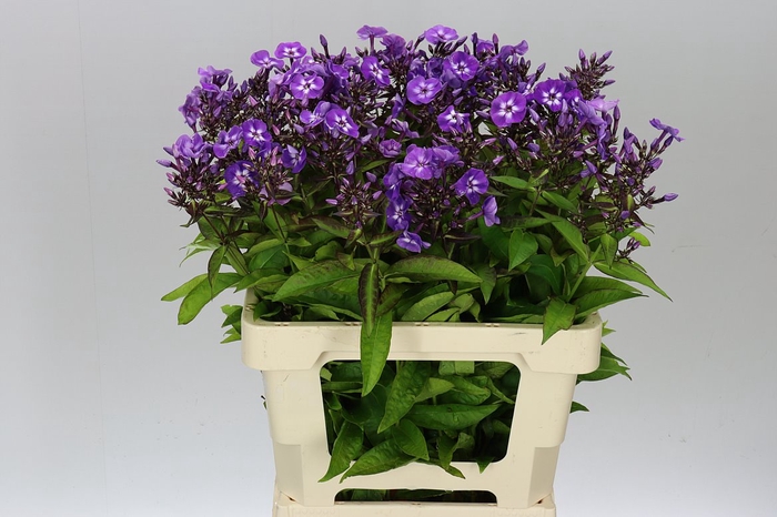 <h4>Phlox P Laura</h4>
