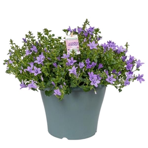 Campanula Ambella® Lavender in patiopot