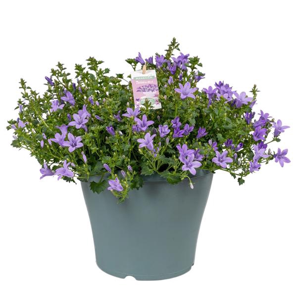 <h4>Campanula Ambella® Lavender in patiopot</h4>