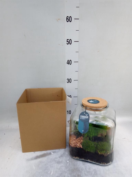 <h4>Arr.    Planten  H%</h4>
