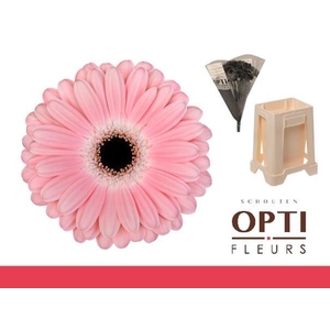 Gerbera Dulcie Water / Hoes