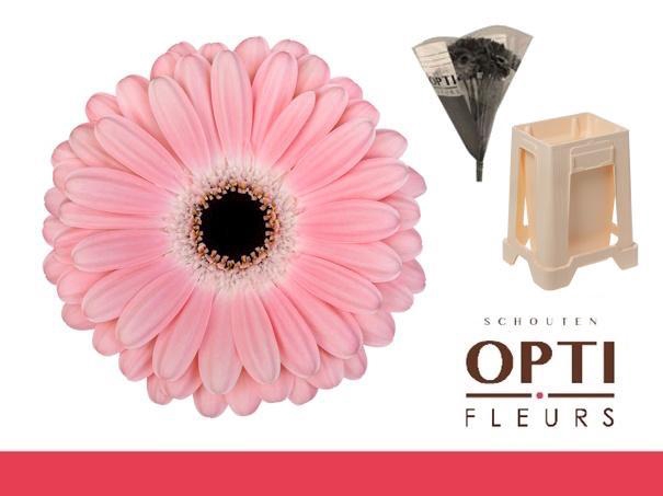 <h4>Gerbera Dulcie Water / Hoes</h4>