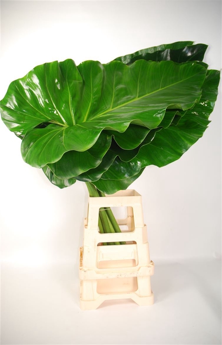 Philodendron Giganteum