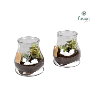 Konische vaas met Succulenten