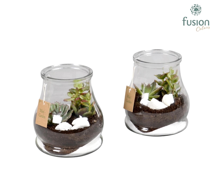 <h4>Konische vaas met Succulenten</h4>