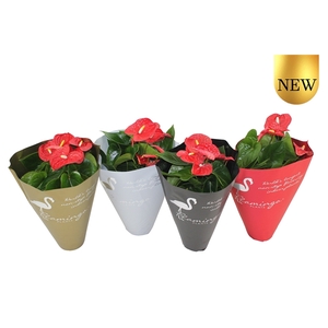 Anthurium XL.9 Jambo Red 14cm in diverse kleuren sierhoes