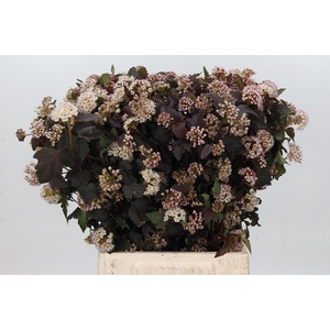 Physocarpus Opulifolius Diabolo