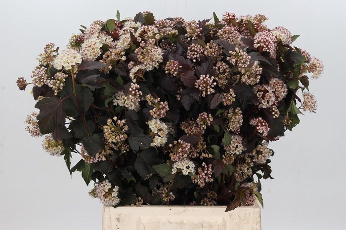 <h4>Physocarpus Opulifolius Diabolo</h4>