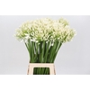 Agapanthus Volendam