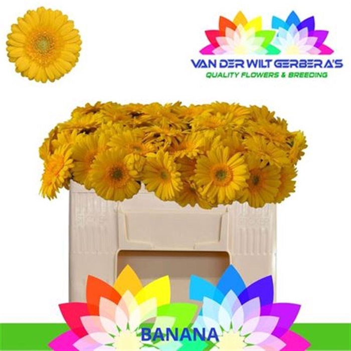 <h4>Ge Mi Banana</h4>