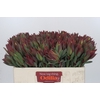 Leucadendron Highlight