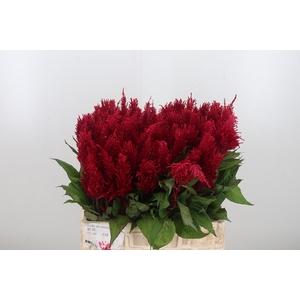 Celosia Pl. Century Rood