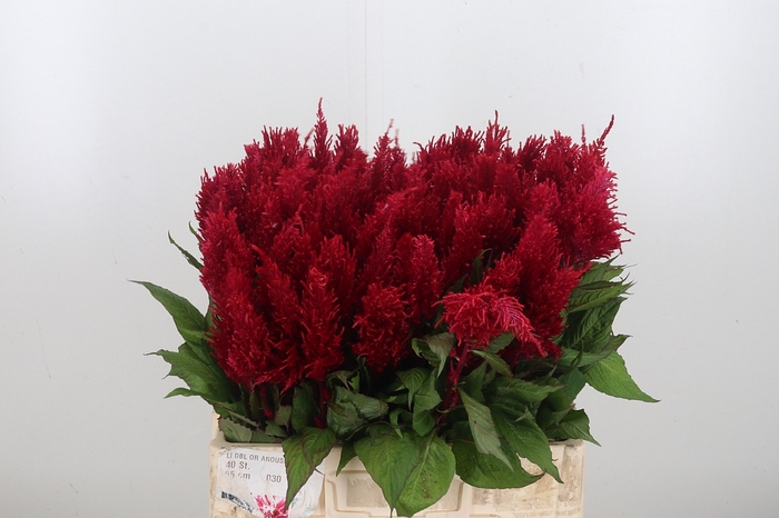 <h4>Celosia Pl. Century Rood</h4>