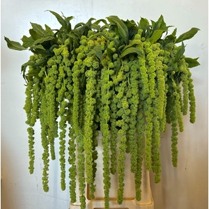 Amaranthus Hang Cycloop Iterson