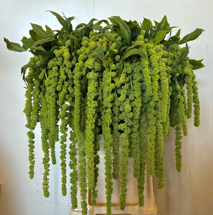 <h4>Amaranthus Hang Cycloop Iterson</h4>