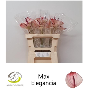 ANTH A MAX ELEGAN 30 OPZET
